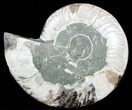 Cut Ammonite Fossil (Half) - Agatized #54347-1